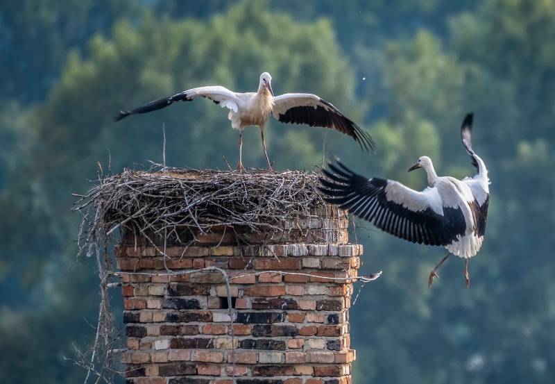 Professional Chimney Animal Removal Services in Miami Gardens, Florida