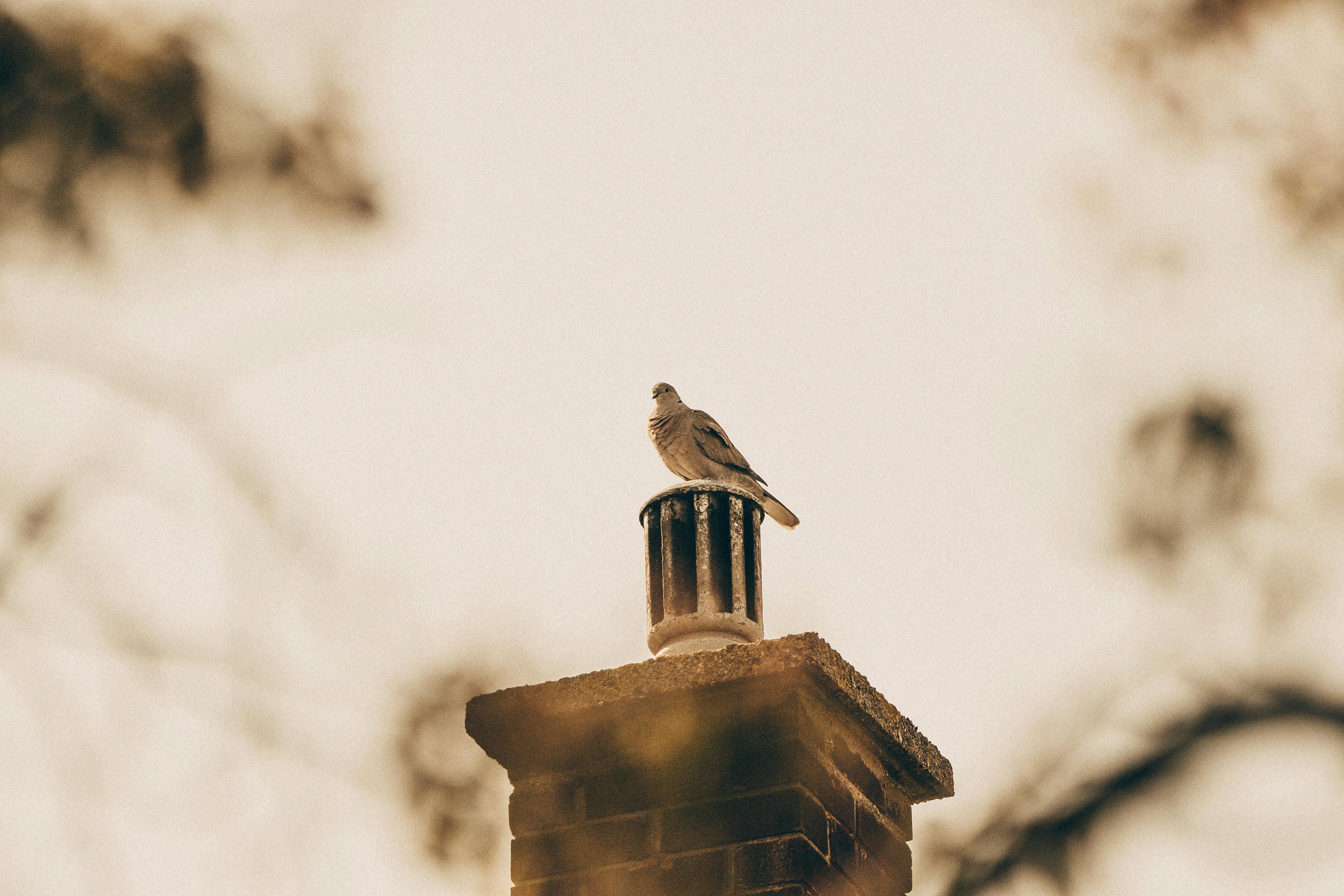 Quality Chimney Caps and Dampers Installation in Miami Gardens, FL Professional Chimney Cap and Damper In Miami Gardens Florida